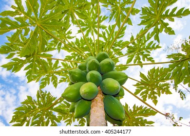 Papaya Tree Hd Stock Images Shutterstock