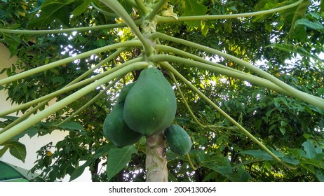 Papaya Tree That Has Fruited, Sustainable Business And Agriculture.