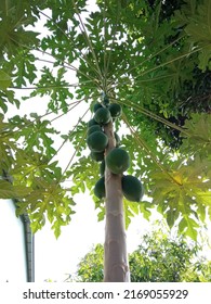 Papaya Tree With Unripe Papaya Fruit.
