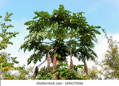 Thai Papaya Tree Images Stock Photos Vectors Shutterstock