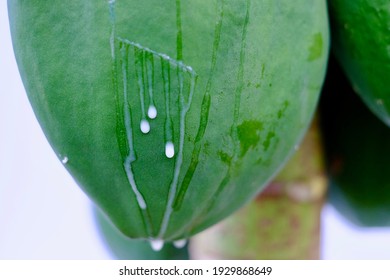 Papaya And White Latex(Papain Enzyme)