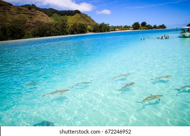 Papeete And Morea In French Polynesia Tahiti