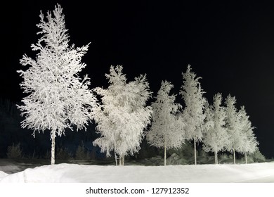 Paper Birch Trees