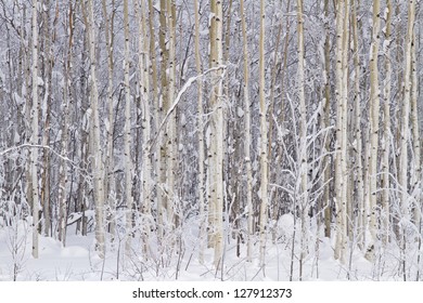 Paper Birch Trees