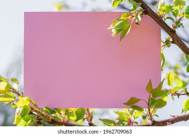 Paper blank between cherry branches in blossom.