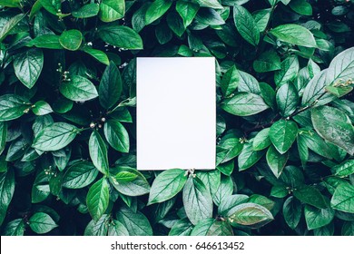 54,747 Tree card mockup Images, Stock Photos & Vectors | Shutterstock