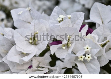 Paper flower or bougainvillea is a popular ornamental plant. The shape is a small tree that is difficult to grow upright. Its beauty comes from its brightly colored flower sheaths and attract attentio