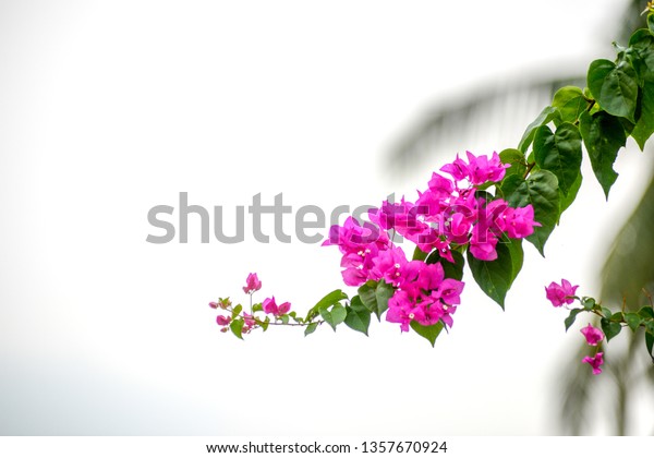 Paper Flower Bunga Kertas Floral Malaysia Stock Photo Edit Now 1357670924