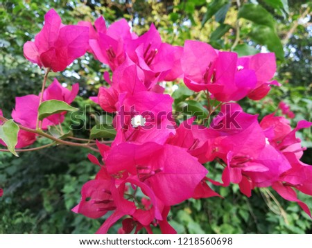 paper flower plant bougainvillea bouganvilla plant stock photo edit paper flower bougainvillea