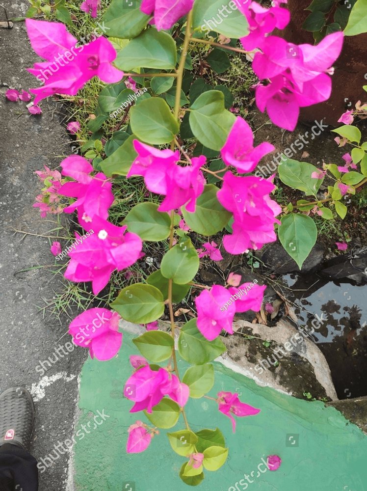 Paper flower with the scientific name Bougainvillea spectabilis is a ...