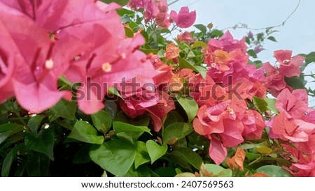 Paper flower or its scientific name is Bougainvillea. It has colorful flowers. It can be used as an antioxidant, anti-inflammatory, anti-ulcer, anti-diabetic, anti-diarrheal and anti-microbial. Stock photo © 
