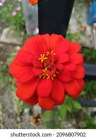 Paper Flower (Zinnia Elegans) With A Red Flower Crown.  This Flower Is Rumored To Be Able To Bloom In Space.