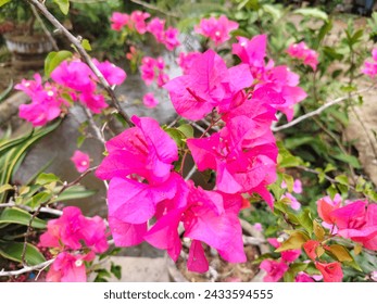 Paper flowers or bougainvillea (English pronunciation: [ˌbuːɡɨnˈvɪliə][1] cf. bougainville; scientific name: Bougainvillea, especially B. glabra) are popular ornamental plants. The shape is a small tr