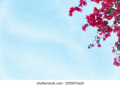 paper flowers like cherry blossoms in japan against a clear sky background - Shutterstock ID 1935071624