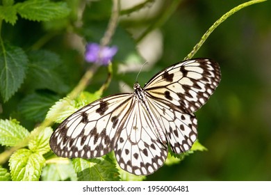 Mariposa cometa papel Idea