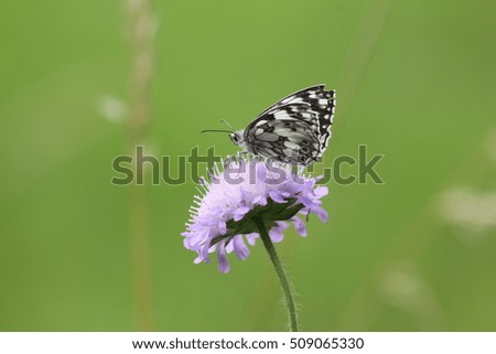 Paper Kite Butterfly on flower