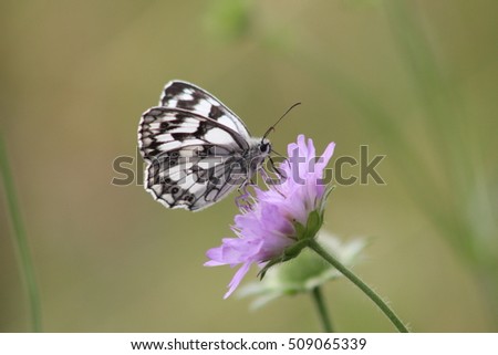 Paper Kite Butterfly on flower