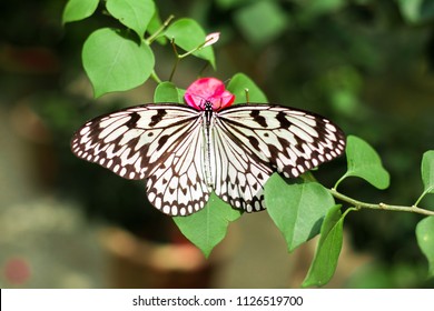 A Paper Kite Butterfly at Butterfly park, penang, malaysia