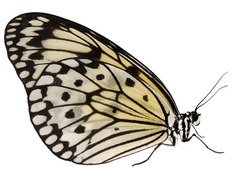 A Paper Kite Butterfly, Rice Paper Butterfly Or Large Tree Nymph, Idea Leuconoe, Isolated On White Background. The Big White Butterfly With Black Spots Sits With Its Wings Closed. Side View.