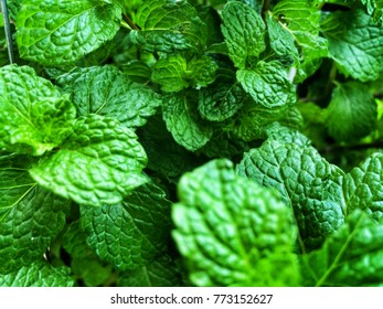 A lot of paper mint leaf.
