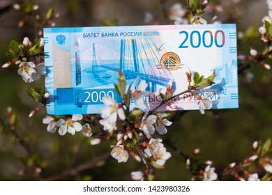 Paper money on the tree. Money grows on a tree. Blooming tree.