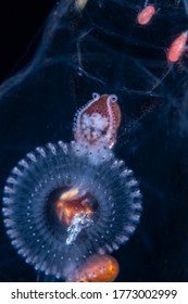 Paper Nautilus Female No Shell  On The Stolen In The Salp, With Orange Amphipods And Pin Fish.