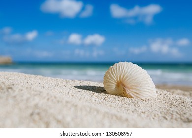 paper nautilus shell  with ocean , beach and seascape, shallow dof