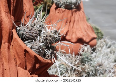 Paper Spine Cactus (Tephrocactus articulatus, Papyracanthus, Paper Spine Cholla Cactus). Cacti Opuntia Papyracantha features long, flattened spines ribbon-like, or thin paper, native to Argentina.