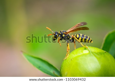 Paper Wasp cleaning up on a peony