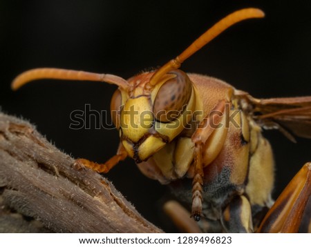 paper wasp macro