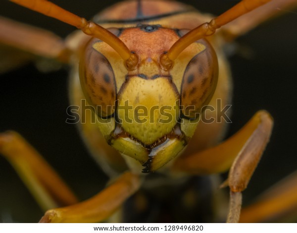 Paper Wasp Macro Natural Pest Control Stock Photo Edit Now