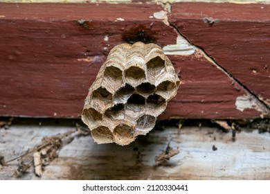 Paper Wasp Nest Above House Guarded Stock Photo 2120330441 | Shutterstock