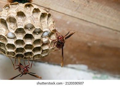 The paper wasp nest is above the house and is guarded by 2 or more wasps