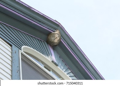 Paper Wasp Nest Attached To The Roof Peak Of An Old House