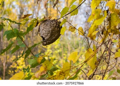 Paper Wasp Nest In Autumn