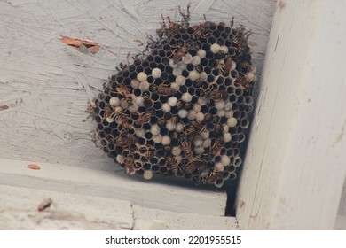 Paper Wasp Nest Building Under A House