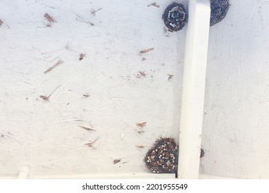 Paper Wasp Nest Building Under A House