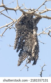 Paper Wasp Nest Hanging From A Tree