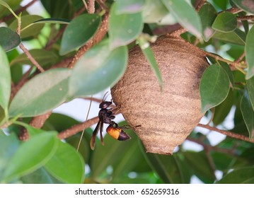 Paper Wasp Nest On Green Tree