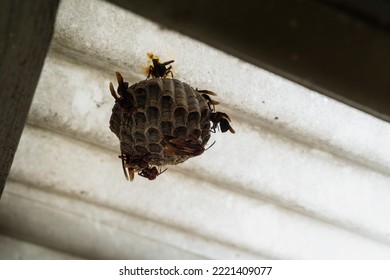 Paper Wasp Nest On A Home Roof With Swarm Of Wasp And The Queen 