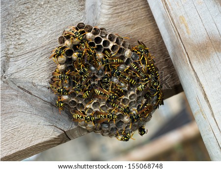 Paper wasp nest on wooden fence. Polistes dominula.