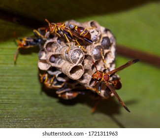 Paper Wasp Nest - Polistes Sp.