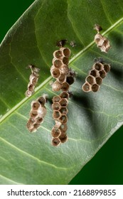 Paper Wasp Nest In Tree Leaf