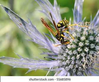 Paper Wasp On Sea Holly Flower