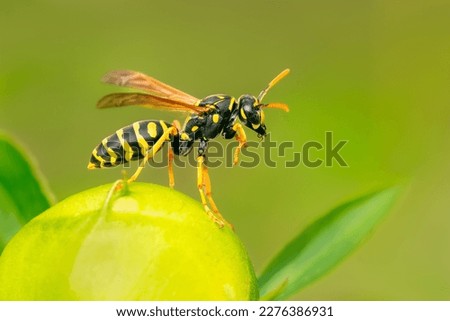 Paper Wasp (Poliste dominula) cleaning up on a peony with green blurred background