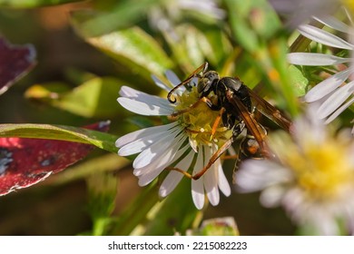 Paper Wasp Pollinates A White And Yellow Wildflower 