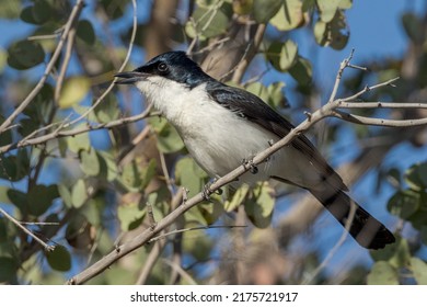 Paperbark Flycatcher in Queensland Australia