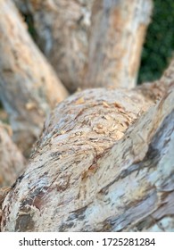 Paperbark Tree Trunks Gnarly Knots Melaleuca Quinquenervia