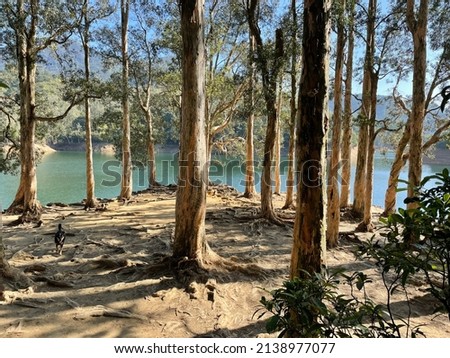 Paperbark trees next to the Shing Mun Reservoir in Hong Kong on a sunny day