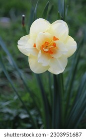 paperwhite, bunch-flowered narcissus, bunch-flowered daffodil,[1] Chinese sacred lily, cream narcissus, joss flower, polyanthus narcissus